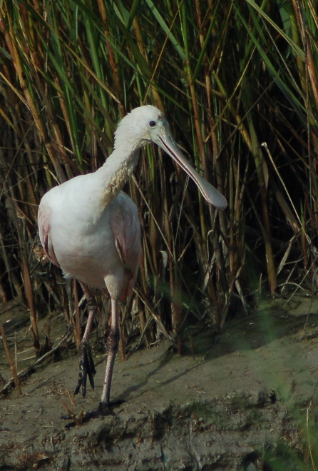 an immature spoonbill